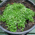 Мята почвопокровная Mini Mint