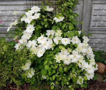 Клематис крупноцветковый Guernsey Cream