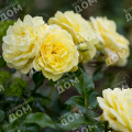 Роза флорибунда Solero (Kordes)