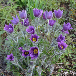 Прострел обыкновенный Violet Blue