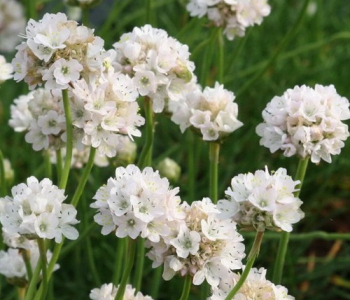 Армерия приморская Morning Star White