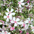 Флокс шиловидный Apple Blossom