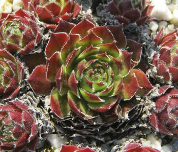 Молодило Cassiopea Red