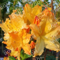 Рододендрон листопадный Golden Lights