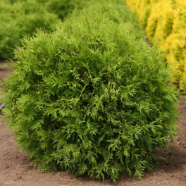 Туя западная Woodwardi