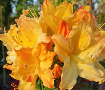 Рододендрон листопадный Golden Lights