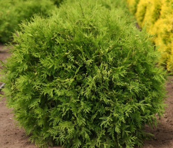 Туя западная Woodwardi