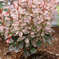 Барбарис Тунберга Rosy Rocket
