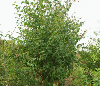 Береза повислая Obelisk