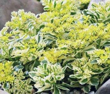 Очиток Миддендорфа Variegata