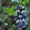 Голубика садовая Earty Black