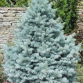 Ель колючая Majestic Blue