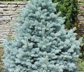 Ель колючая Majestic Blue