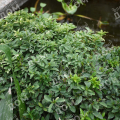Бересклет японский Microphyllus