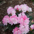 Рододендрон якушиманский Royal Rosy