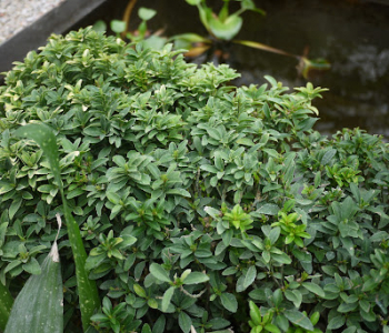 Бересклет японский Microphyllus