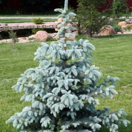 Ель колючая Oldenburg