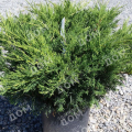 Можжевельник казацкий Blue Danube