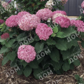 Гортензия древовидная BellaRagazza Mauvette