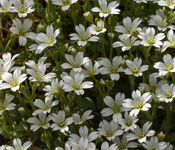 Ясколка войлочная Columnae