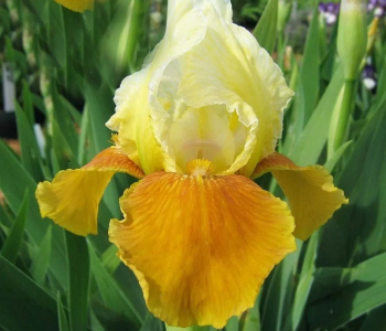 Ирис золотисто-расписной
