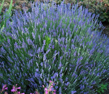 Лаванда узколистная Hidcote Blue