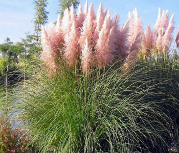 Пампасная трава Rosea