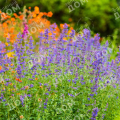 Котовник Фассена Six Hills Giant Gold