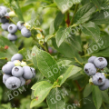 Голубика садовая North Country