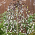 Ива козья Pendula