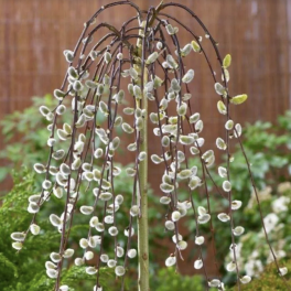 Ива козья Pendula