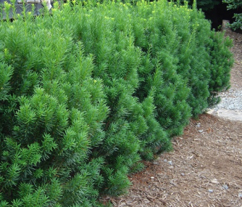 Тис средний Rising Star