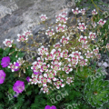 Камнеломка котиледон Southside Seedling