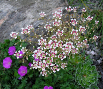 Камнеломка котиледон Southside Seedling