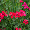 Гвоздика травянка Brilliant Red 