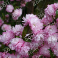 Вишня железистая Rosea Plena