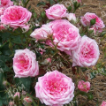 Роза миниатюрная Sweet Drift (Meilland)