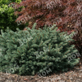Ель колючая Waldbrunn