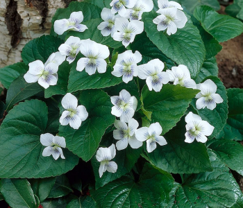 Фиалка сестринская Albiflora