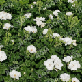 Роза флорибунда White Roadrunner (Uhl)