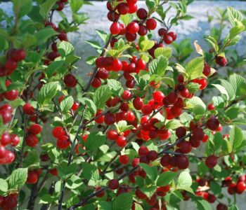 Вишня Войлочная