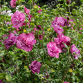Гибискус сирийский Magenta Chiffon