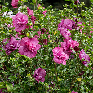 Саженцы гибискуса