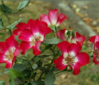 Роза ландшафтная Cherry Meidiland (Meilland)