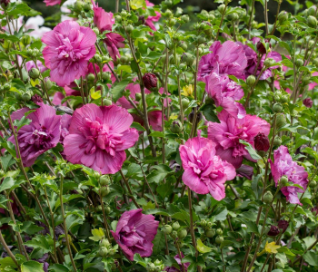 Гибискус сирийский Magenta Chiffon