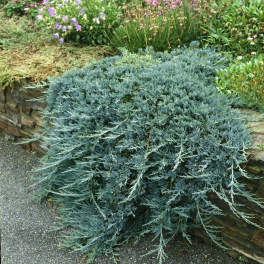 Можжевельник горизонтальный Glauca
