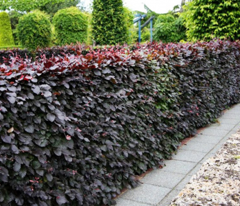 Пузыреплодник калинолистный Andre блок