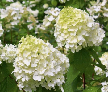 Гортензия метельчатая Polar Bear