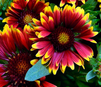 Гайлардия гибридная Spintop Orange Halo