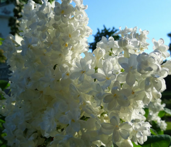 Сирень обыкновенная Русский север